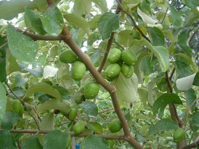 德宏青枣种植基地供应10吨图2
