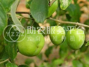 德宏青枣种植基地供应10吨图3