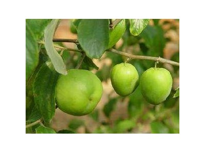德宏青枣种植基地供应10吨图3