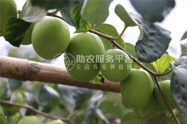 德宏青枣种植基地供应10吨图4