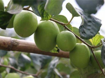 德宏青枣种植基地供应10吨图4