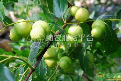 德宏青枣种植基地供应10吨图5