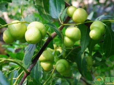 德宏青枣种植基地供应10吨图5