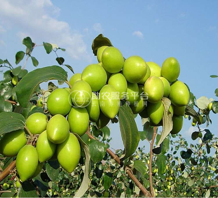 德宏青枣种植基地供应10吨图6