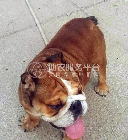 曲靖养狗专业合作社供应量500只图2
