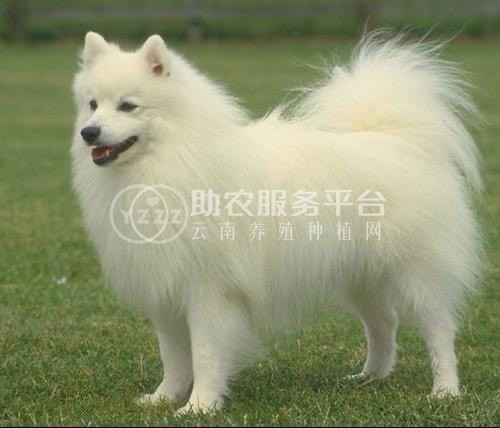 曲靖养狗专业合作社供应量500只图3
