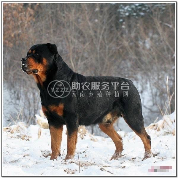 曲靖养狗专业合作社供应量500只图4