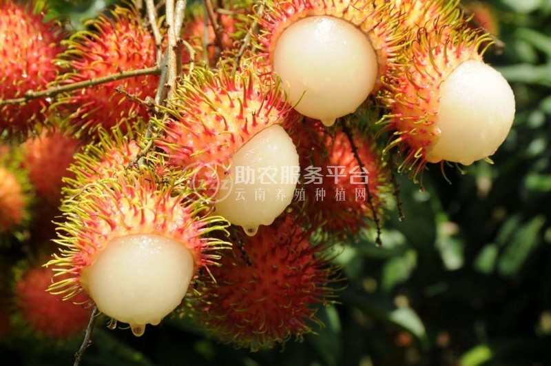 景洪红毛丹种植基地供应15吨图1