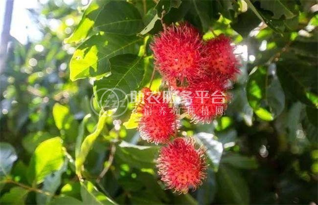景洪红毛丹种植基地供应15吨图4