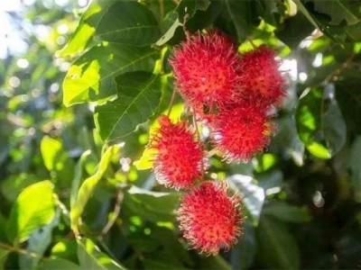 景洪红毛丹种植基地供应15吨图4