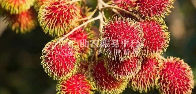景洪红毛丹种植基地供应15吨图5