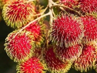 景洪红毛丹种植基地供应15吨图5
