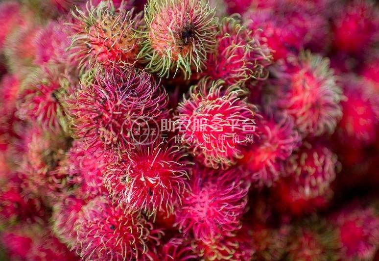 景洪红毛丹种植基地供应15吨图6