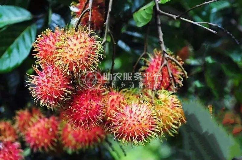 景洪红毛丹种植基地供应15吨图7