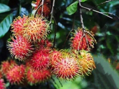 景洪红毛丹种植基地供应15吨图7