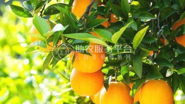 丽江橙子种植基地供应30吨图1