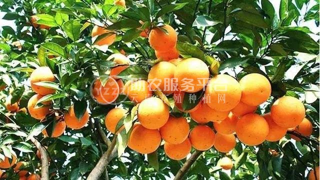 丽江橙子种植基地供应30吨图2