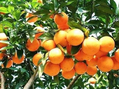 丽江橙子种植基地供应30吨图2