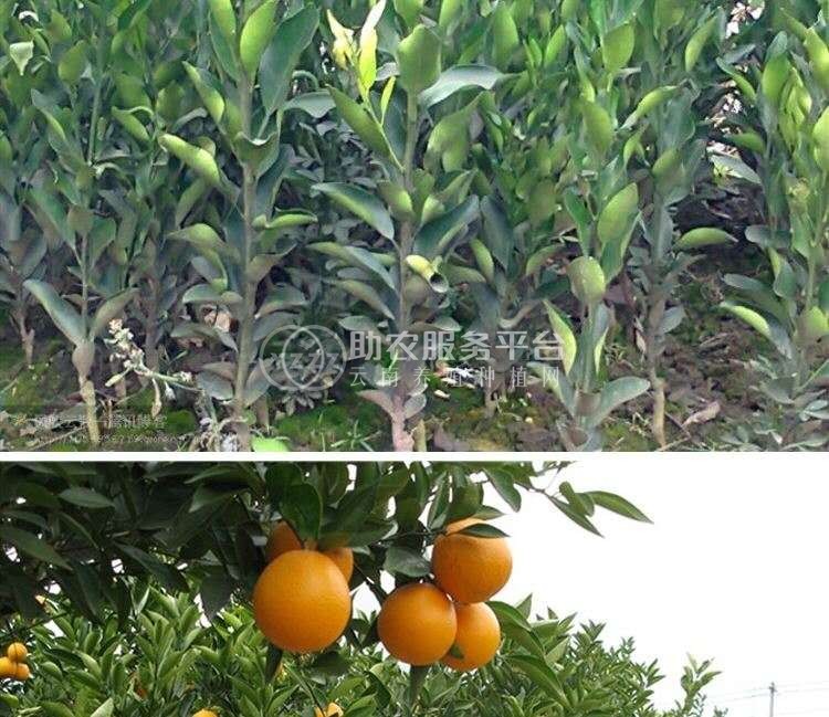 丽江橙子种植基地供应30吨图3