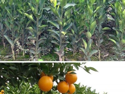 丽江橙子种植基地供应30吨图3