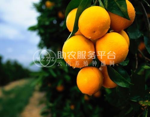丽江橙子种植基地供应30吨图4