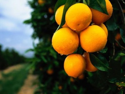 丽江橙子种植基地供应30吨图4