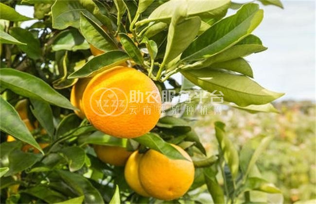 丽江橙子种植基地供应30吨图5