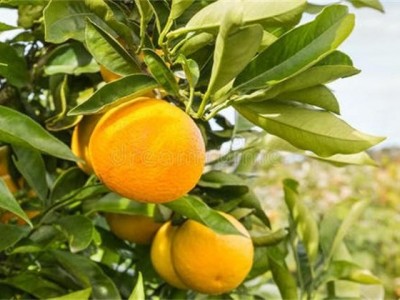 丽江橙子种植基地供应30吨图5