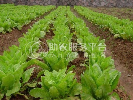 红河蔬菜种植专业合作社供应量5吨图1