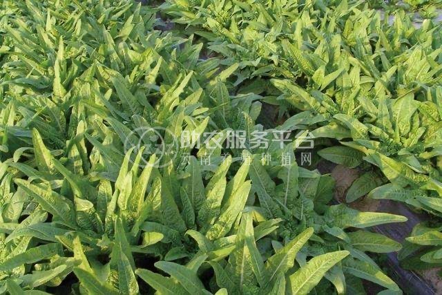 红河蔬菜种植专业合作社供应量5吨图2