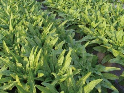 红河蔬菜种植专业合作社供应量5吨图2