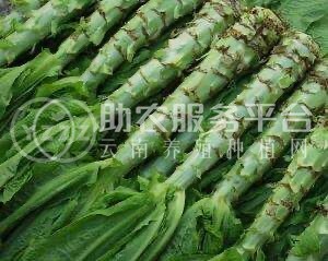 红河蔬菜种植专业合作社供应量5吨图3