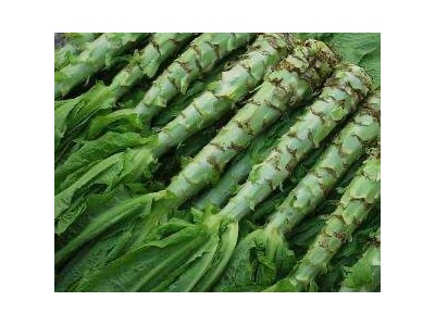 红河蔬菜种植专业合作社供应量5吨图3