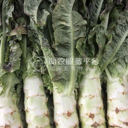 红河蔬菜种植专业合作社供应量5吨图5