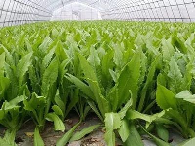 大理弥渡县红彦果油麦菜种植基地 供应量 40吨