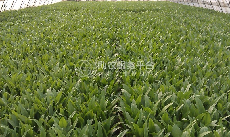 大理弥渡县红彦果油麦菜种植基地 供应量 40吨图2