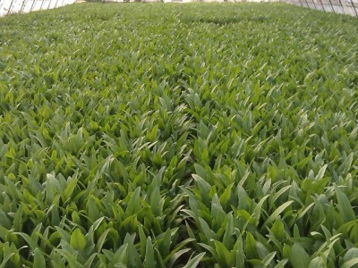 大理弥渡县红彦果油麦菜种植基地 供应量 40吨图2