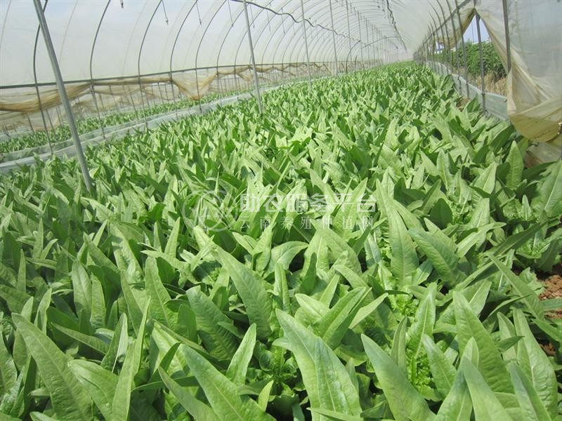大理弥渡县红彦果油麦菜种植基地 供应量 40吨图4
