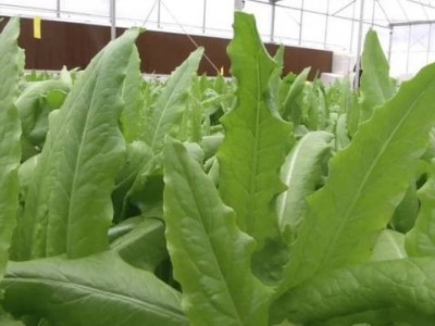 大理弥渡县红彦果油麦菜种植基地 供应量 40吨图5