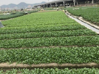 大理弥渡县红彦果油麦菜种植基地 供应量 40吨图6