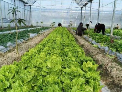 大理弥渡县红彦果油麦菜种植基地 供应量 40吨图7