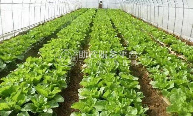 大理弥渡县红彦果油麦菜种植基地 供应量 40吨图8