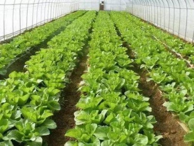 大理弥渡县红彦果油麦菜种植基地 供应量 40吨图8