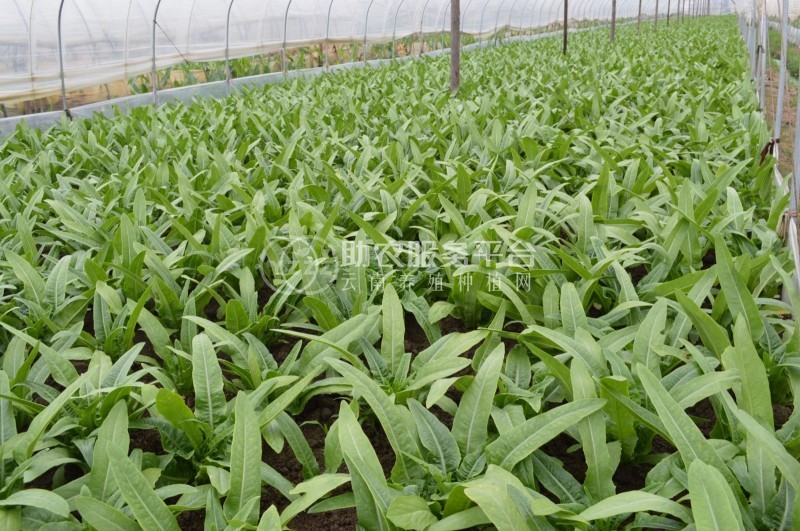 大理弥渡县红彦果油麦菜种植基地 供应量 40吨图9