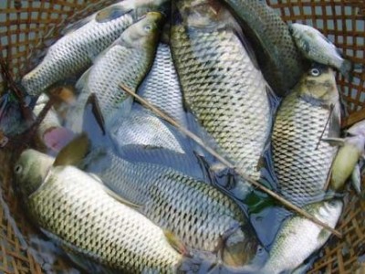 昆明鱼养殖基地供应量50万条图9