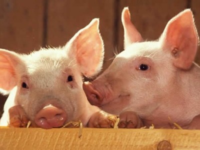 昆明生猪养殖基地供应量7万头图7