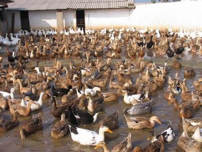 昆明鸭养殖基地供应量7万只图2