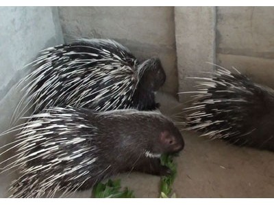 昆明豪猪养殖基地供应量70万只图2