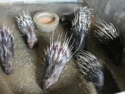 昆明豪猪养殖基地供应量70万只