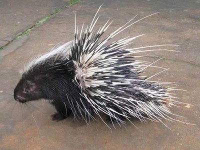 昆明豪猪养殖基地供应量70万只图9